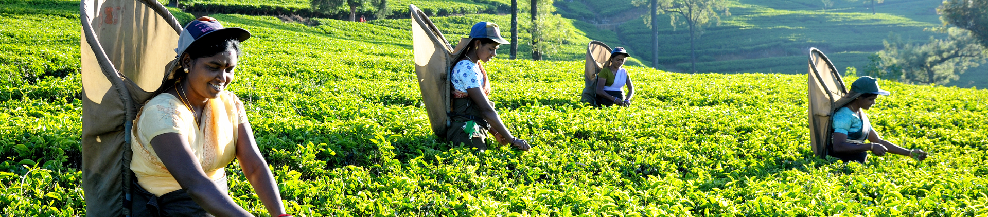 Planters' Association of Ceylon