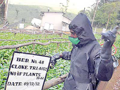 Plantation worker spraying chemicals attired with Personal Protection Kit
