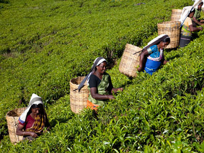 Tea Estate Workers