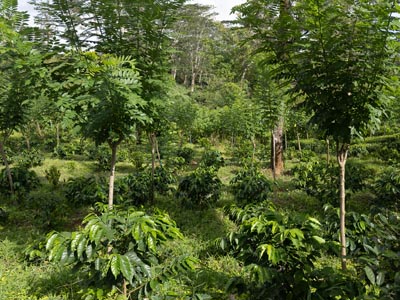 The Planters