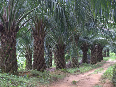 The Planters
